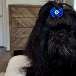 Shih Tzus from Furbourne Farms