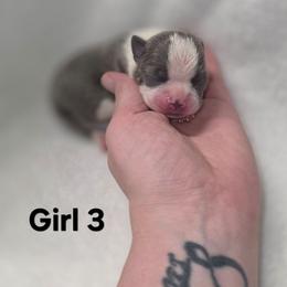 Girl 3 - Blue female Boston Terrier puppy in Ringgold, Georgia from A-K Boston Terriers