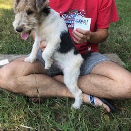 Wire Fox Terrier Puppies from Lyndon Meadow Farm