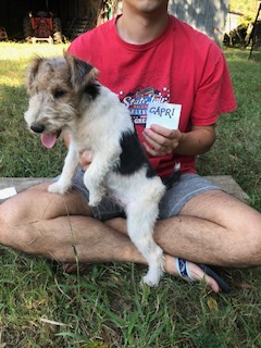Wire Fox Terrier Puppies from Lyndon Meadow Farm