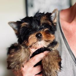 Bean - Black and gold female Yorkshire Terrier puppy in Wileyville, West Virginia from Hunting Hills Petit Luxe Babydolls