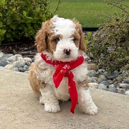 Brown boy - Brown and white male Bernedoodle puppy in Fort Gibson, Oklahoma from Waggle Doodles