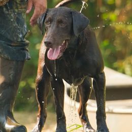Labrador Retriever All Grown Up from Champion Retrievers