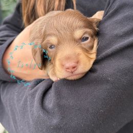 Dayton - Chocolate and cream male Dachshund puppy in Copperas Cove, Texas from Isalyn Dachshunds