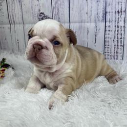 Rome - Fawn and white male French Bulldog puppy in Lynchburg, Ohio from Pennington Family Frenchies