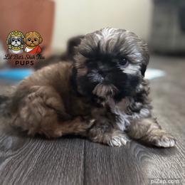 Harvey - Sable male Shih Tzu puppy in Walkertown, North Carolina from Lil’ Bit’s Shih Tzu