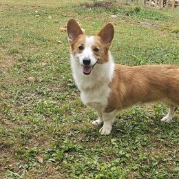 American Corgi puppies from Moonrise corgis
