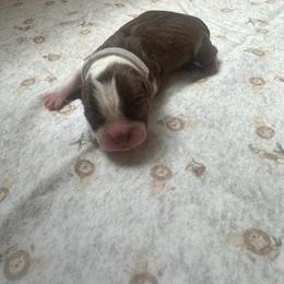 White collar - Red male Boston Terrier puppy in Winnie, Texas from Tina Terry's Boston Terriers