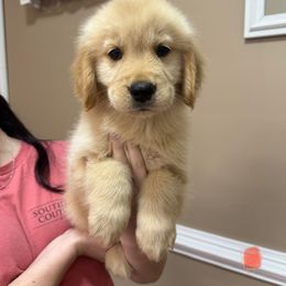 Fortune - Golden female Golden Retriever puppy in Disputanta, Virginia from Silver Myst Acres
