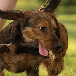Dachshunds from Kentucky Bluegrass Wirehair Dachshunds