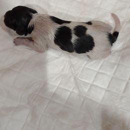 Boy 1 - Kleine Munsterlander puppy in Farmington Hills, Michigan from von den Großen Seen kennel