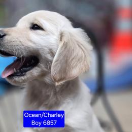 Ocean boy 3 - Light golden male Golden Retriever puppy in Niles, Michigan from Christiana Creek Goldens