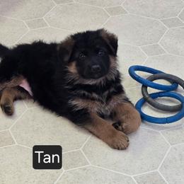 Tan Collar - Black and red male German Shepherd puppy in Sumner, Iowa from Vom Wilke Kennels
