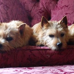 Norwich Terriers from Glengariff Norwich