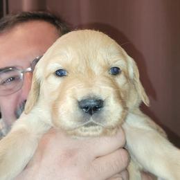 Daisy - Dark golden female Golden Retriever puppy in Orland, California from Elliott's Elite Puppies