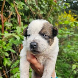 Red Female 1 Dot - Red speckled female Australian Cattle Dog puppy in Dalton, Pennsylvania from Whiteduck Mountain Kennel AKC Australian Cattle Dogs and Windy Hill Acres Kennel LLC AKC Fox Red Labrador Retrievers