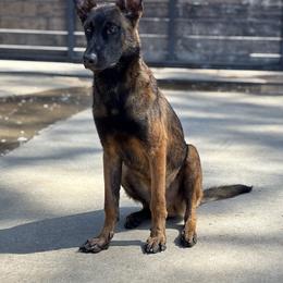 Walter - Black brindle male Dutch Shepherd puppy in San Jose, California from Brandon's Dutch Shepherds