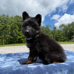 Purple AKA Karma - Black and silver female German Shepherd puppy in Terra Alta, West Virginia from Shepherd Country Farm and Kennels