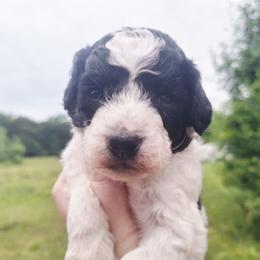 Rio-black phantom parti - Phantom male Poodle puppy in Cypress Inn, Tennessee from Nine Pines Poodles