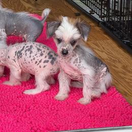Boy 2 - Black and white male Chinese Crested puppy in Capac, Michigan from Puddles Palace Puppies