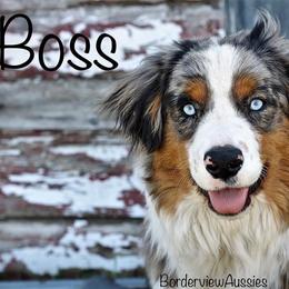 Miniature American Shepherds and Miniature Australian Shepherds from Chris Creek Ranch