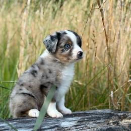 Boy 2 - Blue merle male Miniature Australian Shepherd puppy in Greenville, South Carolina from QC Homestead Miniature Australian Shepherds