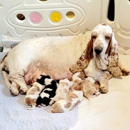 Basset Hound Puppies from Double Branch Basset Hounds