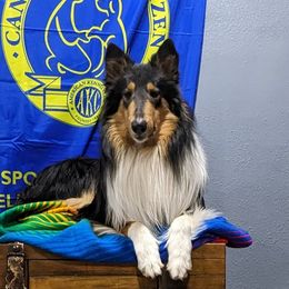 Collies from Chivalrous Collies