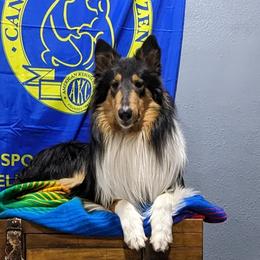 Collies from Chivalrous Collies