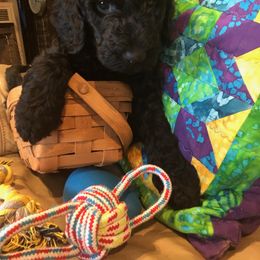 Labradoodle Puppies from Hippie Hollow Doodles