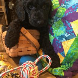Labradoodle Puppies from Hippie Hollow Doodles