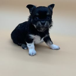 Jerry - Black and tan male Chihuahua puppy in Smyrna, Georgia from GeorgiasChihuahuas