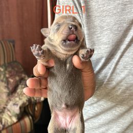 Girl 1 - Blue female Staffordshire Bull Terrier puppy in Houston, Texas from Khaleesi Kennel