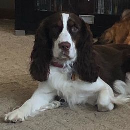 Willow - English Springer Spaniel