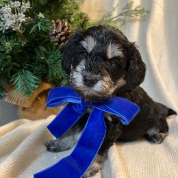 COAL - Black and white male Schnoodle puppy in Fredericksburg, Virginia from Growing Puppies