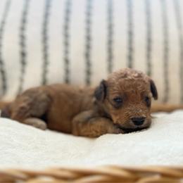 Boy 2 - Red  male Goldendoodle puppy in Valley Farms, Arizona from Gall’s Doodle Ranch