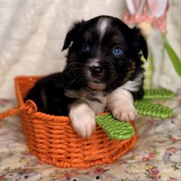 Aster - Black tri male Miniature Australian Shepherd puppy in Buchanan, Georgia from Stanleyville Farm Mini Aussies