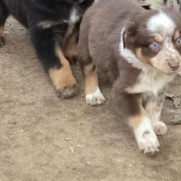 Pebbles - Red tri-color female Australian Shepherd puppy in Three Rivers, Michigan from Mitten Australian Shepherds
