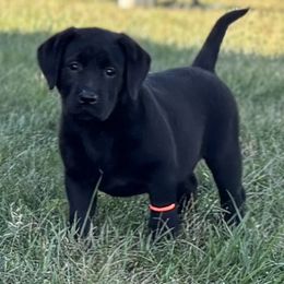 Black female - Black female Labrador Retriever puppy in Jamestown, Ohio from Heartlands Quality Labrador Retrievers