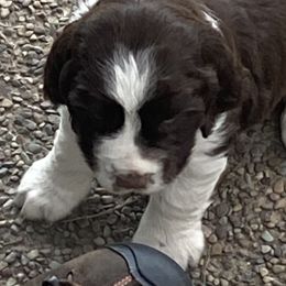 English Springer Spaniel Puppies from Micaela's Springers