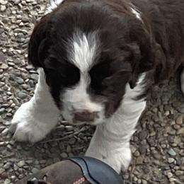 English Springer Spaniel Puppies from Micaela's Springers