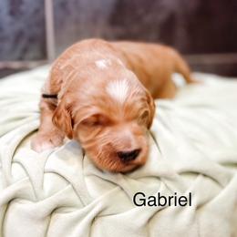 Gabriel - Apricot male Goldendoodle puppy in Pasco, Washington from Camp Doodle Woods