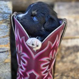 Australian Shepherd Puppies from Steady Aim Aussies