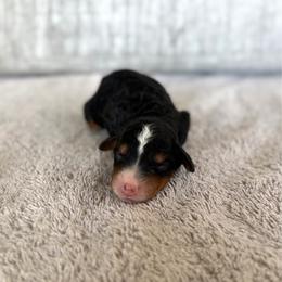 Boy 4 - Tri-color male Bernedoodle puppy in Spring Hill, Florida from Ohana Doodles