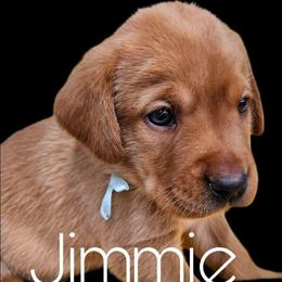 Jimmie - Yellow male Labrador Retriever puppy in Sidney, Nebraska from Nebraska Strong Labradors