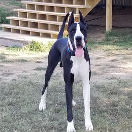 Grant - Great Dane