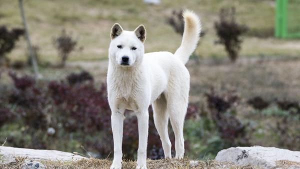 Find Jindo puppies for sale near Woodland Hills, CA