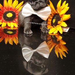 Pug Puppies from Companion Pups