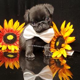 Pug Puppies from Companion Pups