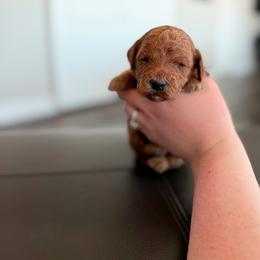 Bean - Red  female Goldendoodle puppy in Billings, Montana from Montana Raised Doodles